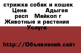 стрижка собак и кошек › Цена ­ 400 - Адыгея респ., Майкоп г. Животные и растения » Услуги   